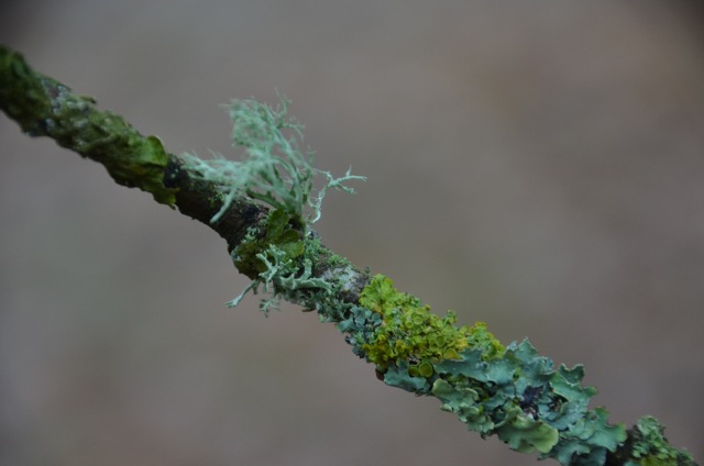 2011 12 A la découverte des lichens 18